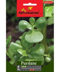 grow-nutritious-succulent-purslane-in-your-garden