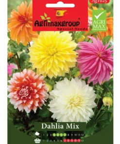 Vibrant Plume-Like Blooms for Stunning Garden