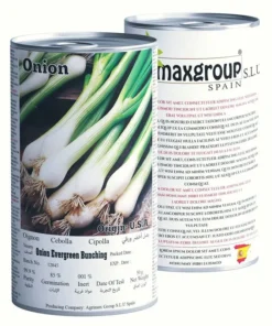 Onion-Evergreen-Bunching