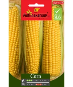 High-Yield Sweet Corn Seeds
