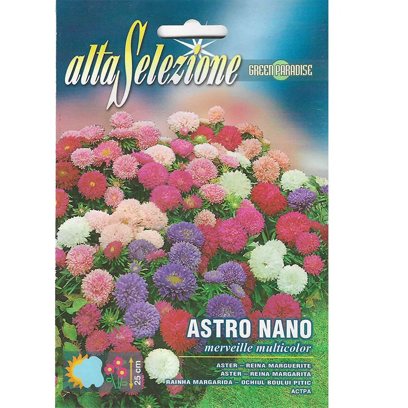 alta selezione aster nano multicolor premium quality seeds – vibrant blooms for your garden Alta Selezione Aster Nano Multicolor Premium Quality Seeds – Vibrant Blooms for Your Garden - Image 1