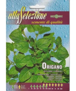 Origano Perenne Comune