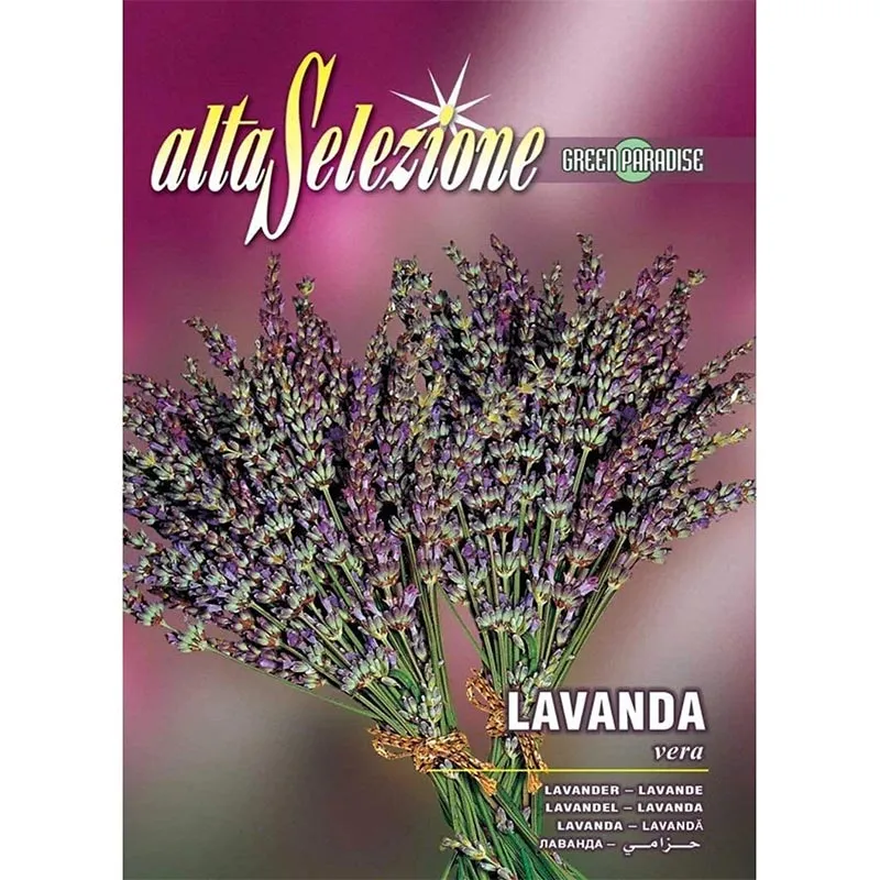 tagete gigante multicolor flower seeds – vibrant full bloom marigolds (copy) Alta Selezione Aster Nano Multicolor Premium Quality Seeds – Vibrant Blooms for Your Garden - Image 1