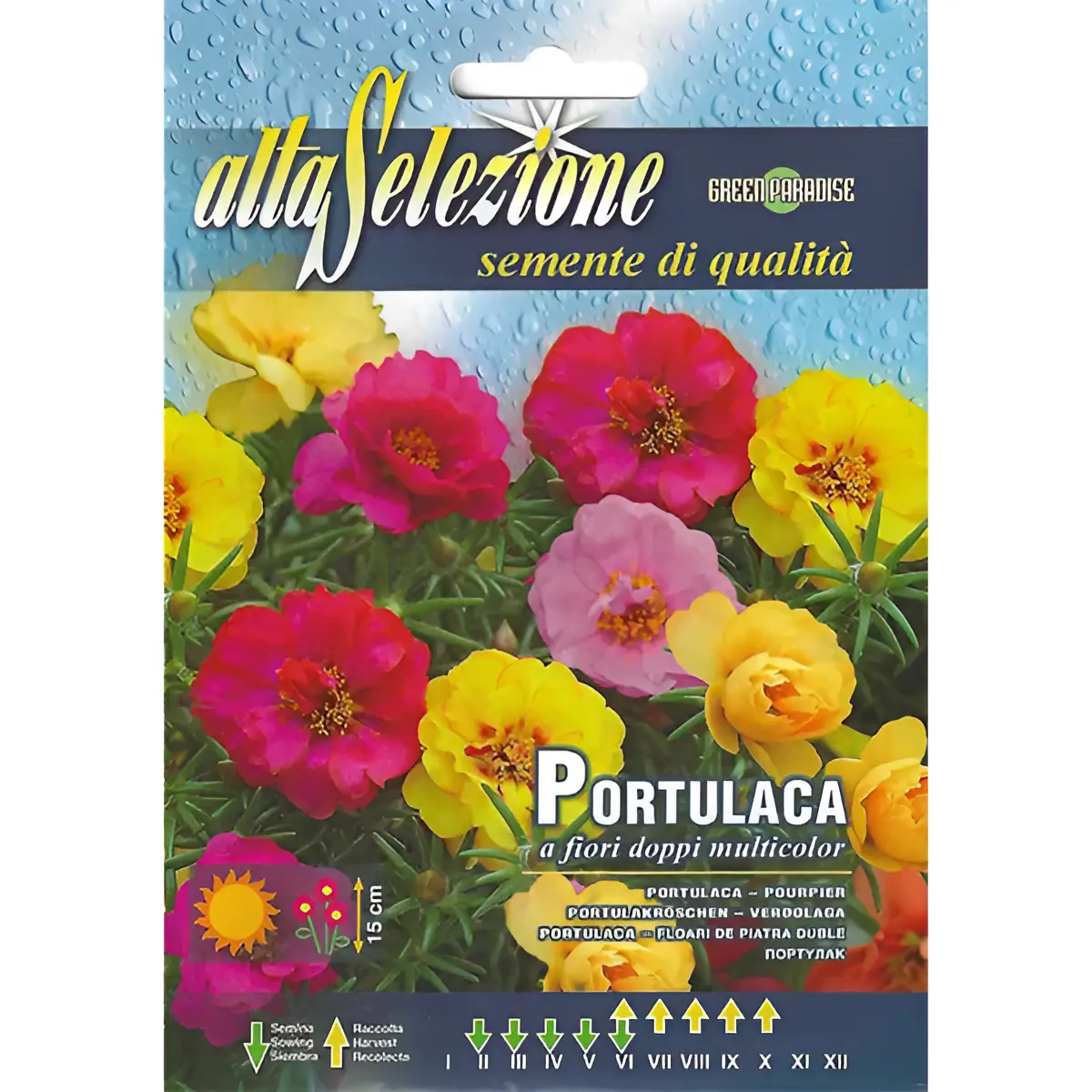portulaca multicolor double flower seeds – vibrant summer blooms Portulaca a Fiori Doppi