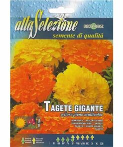 tagete gigante multicolor flower seeds