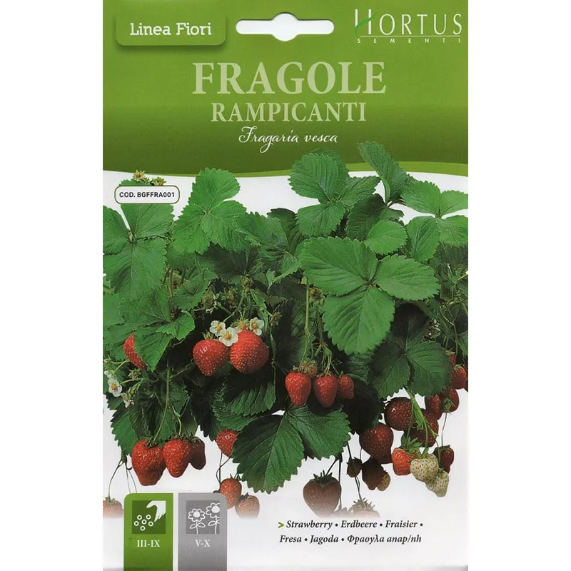 hortus small round tomato (pomodoro principe borghese) premium quality seeds Fragole Rampicanti