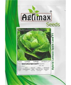 Hybrid Lettuce Spain Land F1