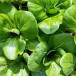 Pak Choy F1 Green Crysta
