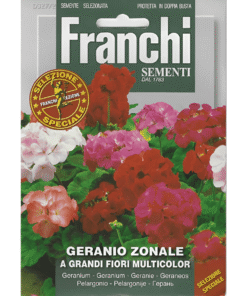 Geranio Zonale A Grandi Fiori Multicolor