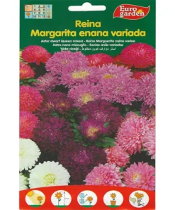 Aster Dwarf Queen Mixed