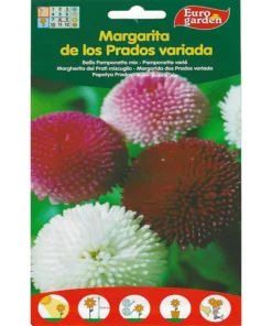 Bellis Pomponette Mix