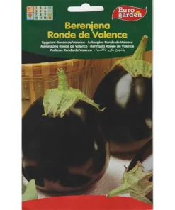 Eggplant Ronde De Valence