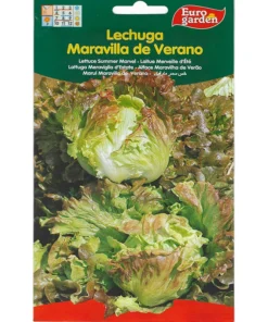 Lettuce Summer Marvel