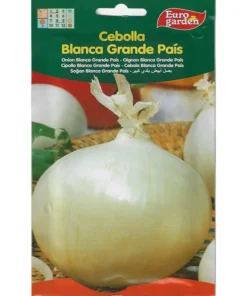 Large Country White Onion