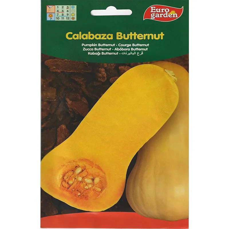 euro garden calabaza butternut premium quality pumpkin seeds Pumpkin Buttemut