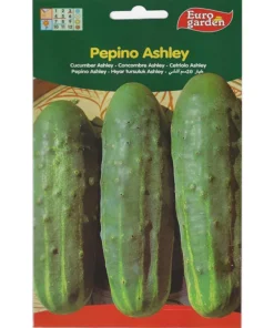 Cucumber Ashley Premium