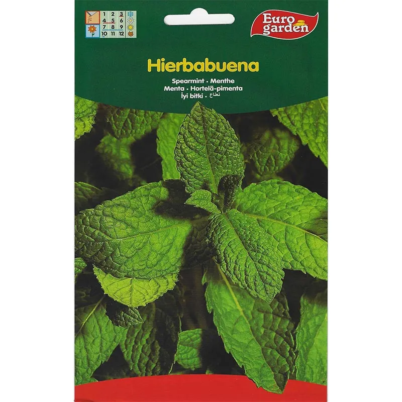 euro garden spearmint seeds fresh aromatic herb for home growing Spearmint Premium Quality Seeds