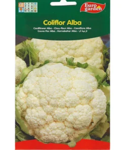 Cauliflower Alba