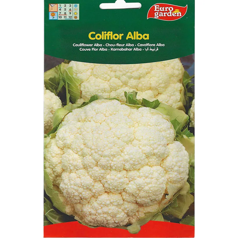 cauliflower alba premium – grow fresh, nutritious cauliflower with ease in your garden! Cauliflower Alba