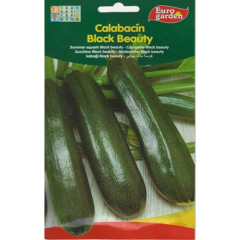 euro garden calabacín black beauty premium quality summer squash seeds Black Beauty Summer Squash