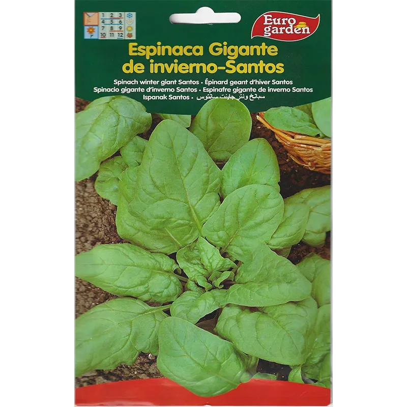 euro garden espinaca gigante de invierno santos premium quality spinach seeds Viking Spinach