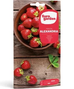 strawberry-freson-alexandria-1