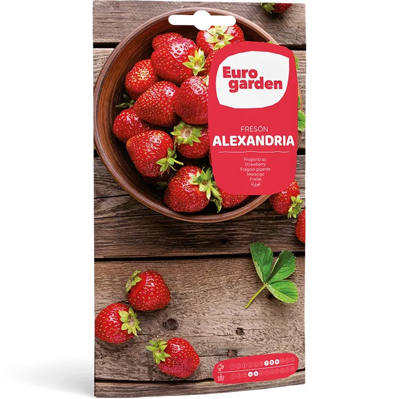euro garden strawberry (freson alexandria) premium quality seeds – sweet & flavorful harvest strawberry-freson-alexandria-1