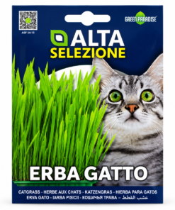 green paradise erba gatto cat grass seeds – easy to grow indoor catgrass