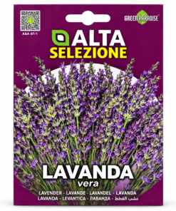 green paradise lavanda vera lavender seeds – lavandula angustifolia perennial flower seeds