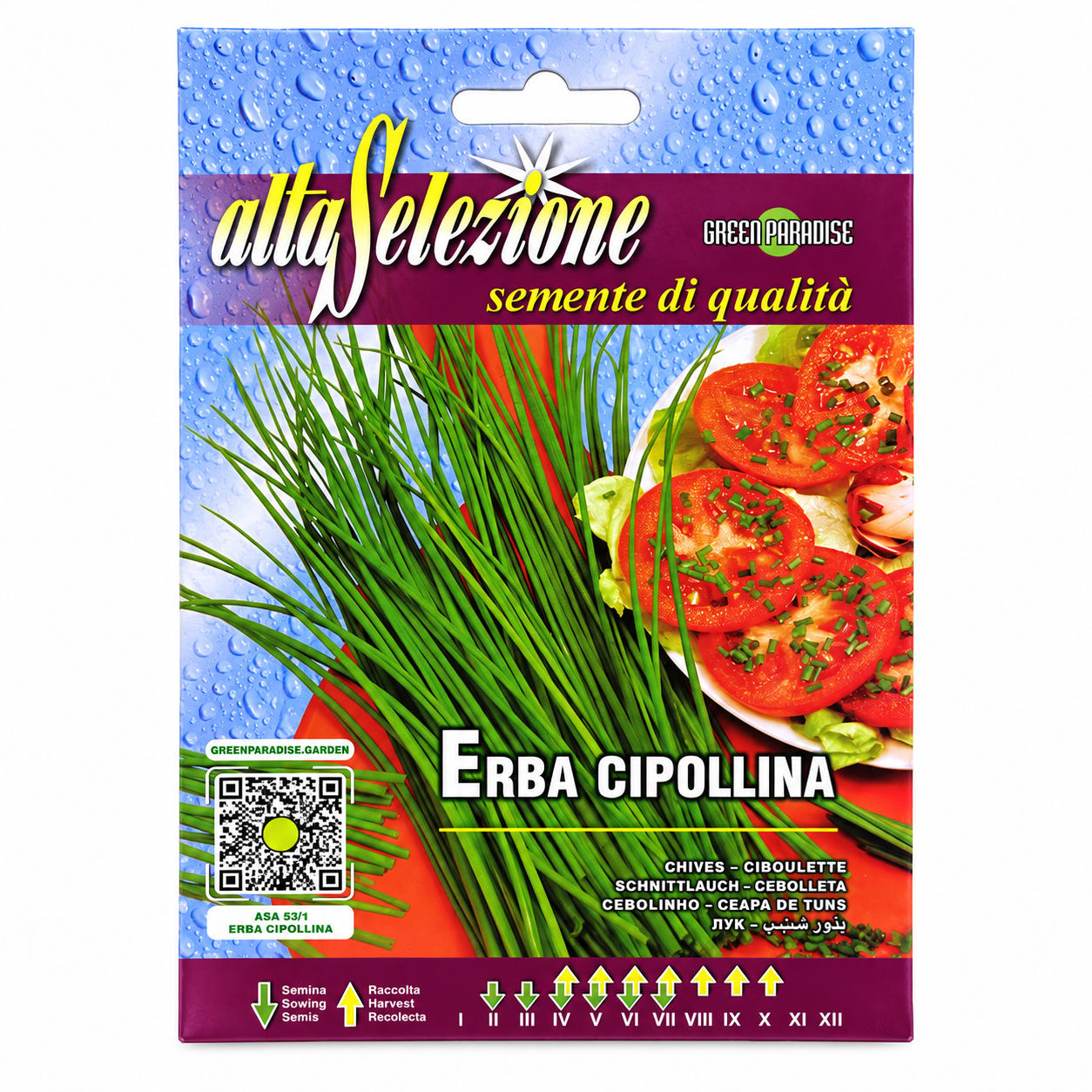green paradise chives seeds – erba cipollina medium leaf | italian herb seeds green paradise chives seeds – erba cipollina medium leaf | italian herb seeds